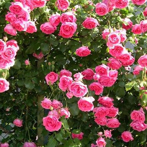 Różowy - Róże pienne - z kwiatami bukietowymi - korona zwisająca